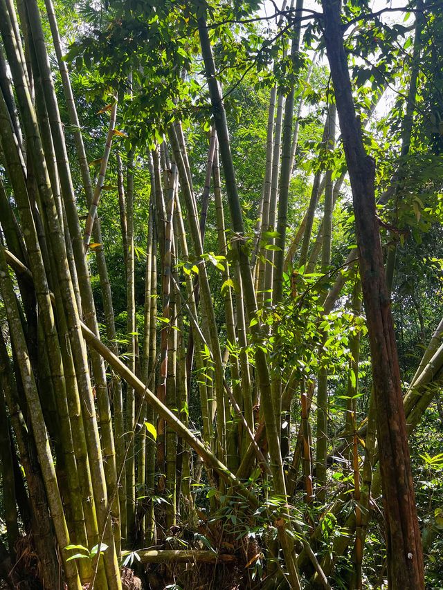 Back into nature - MacRitchie Nature Trail