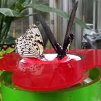 昆虫好きにオススメ🦋コスパよし【箕面昆虫館】