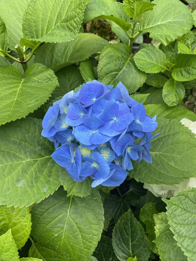 สวนดอกไม้ Miracle of nature 
