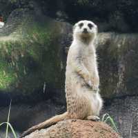 Best Zoo I visited - Singapore Zoo