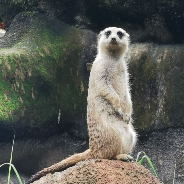 Best Zoo I visited - Singapore Zoo