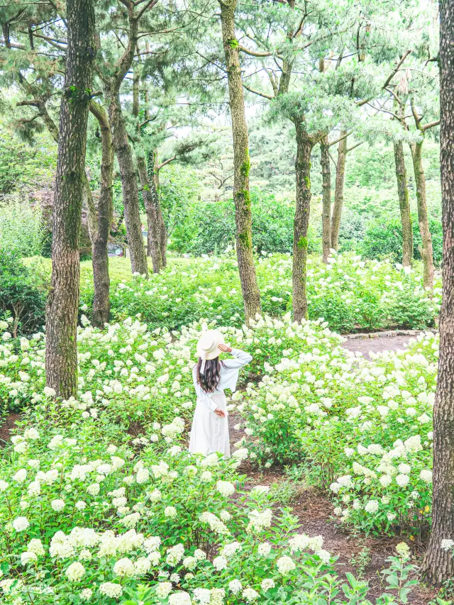 🌿여름에 만날 수 있는 특별한 수국 [제주, 휴애리자연생활공원]✨