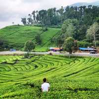 A beautiful tea garden 🪴 in Bandung 🍀