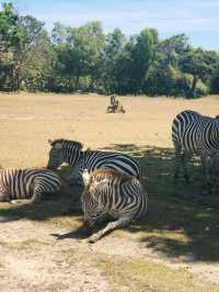 Calauit Safari - Best part of Coron, Palawan Tour!