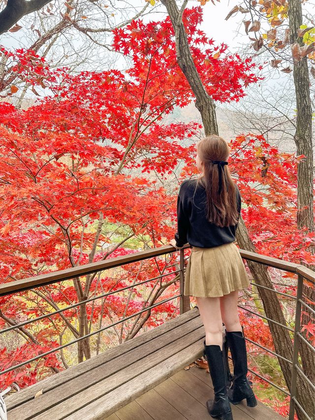 서울근교 가장 핫하다는 단풍명소 소개와 꿀팁🍁