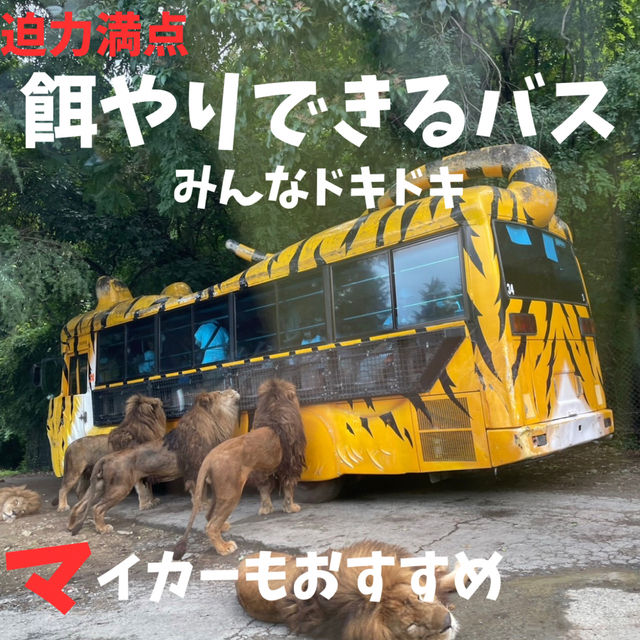 迫力満点のサファリパーク