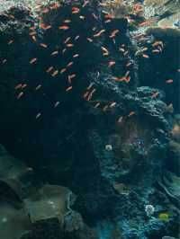 日本｜第一次來沖繩必到訪的美麗海水族館🪸