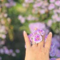 เจอ กู๊เนียร์ ฟอร์เร็ซท สวนดอกไม้ ที่ใหญ่ที่สุดในเชียงใหม่