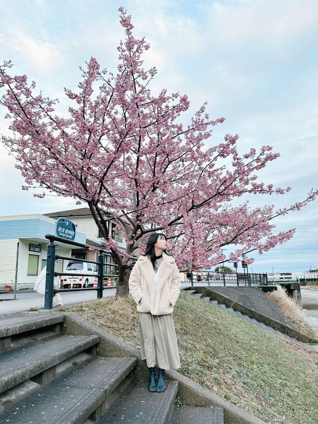 伊豆🇯🇵河津櫻· 最早的櫻花！🌸千萬不能錯過！