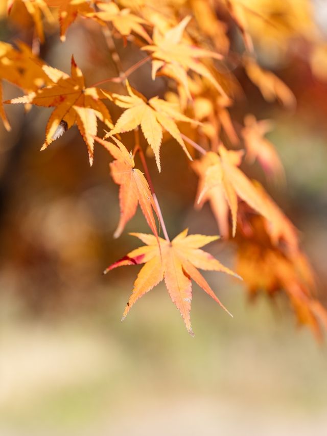 【岡山県/岡山市】本当は秘密にしたい滝行のできるお寺！？