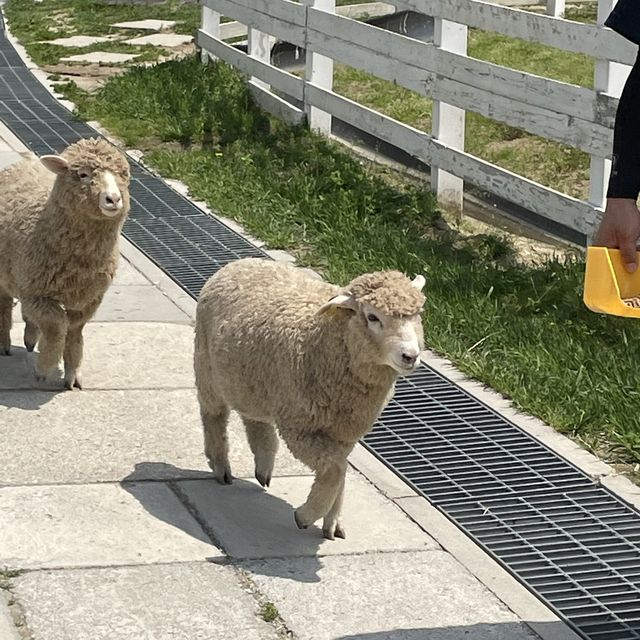 평창 여행👋
