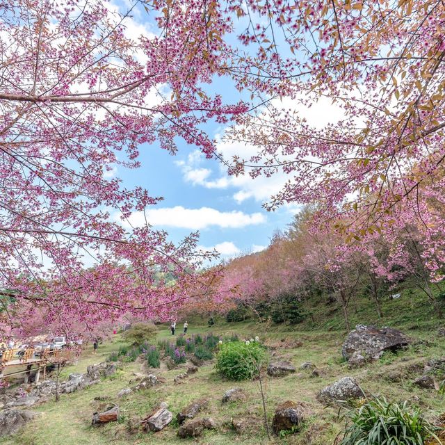 #สะพานซากุระขุนวาง เชียงใหม่ ไทยแลนด์ 🌸