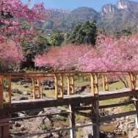 🌸สะพานซากุระ​ :เชียงใหม่