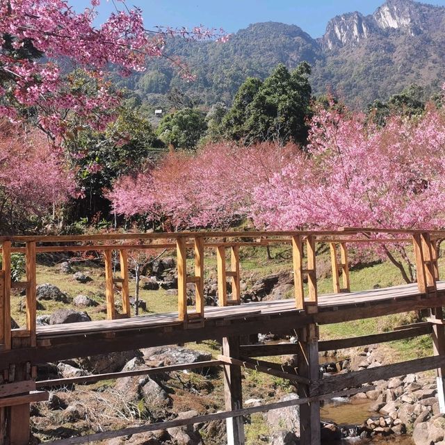 🌸สะพานซากุระ​ :เชียงใหม่