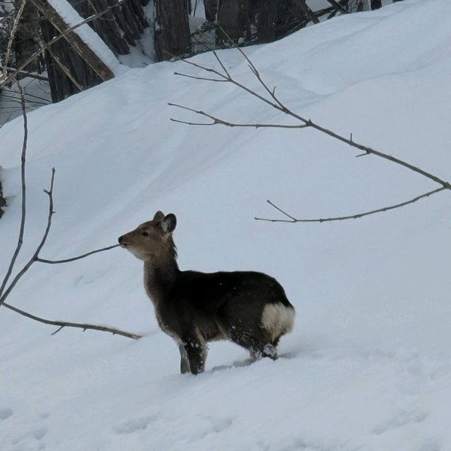 일본여행 비에이로 가는 길에 있는 Katsurazawa Lake