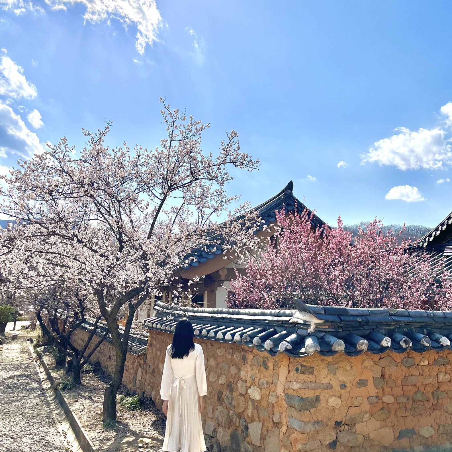 남평문씨본리세거리 벚꽃