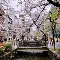 🇯🇵A street covered with beautiful Sakura🌸