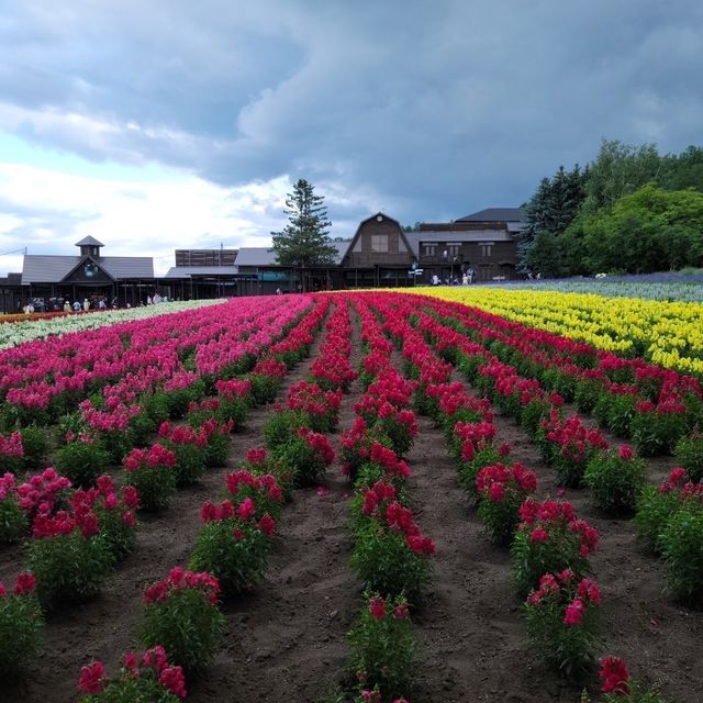 【北海道】ラベンダー畑