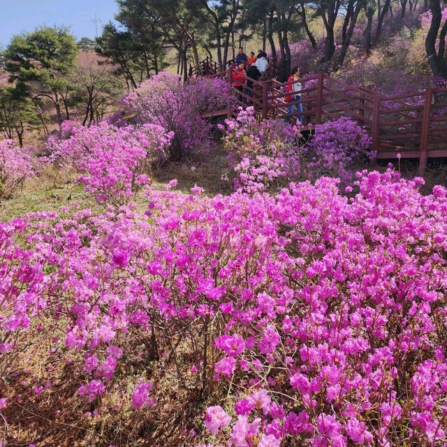 진달래가 아름답게 핀 강화 고려산을 가보자