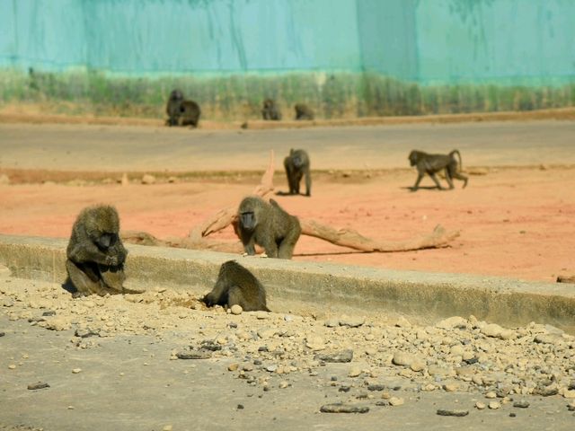 【新竹】六福村動物園 🐅 捕捉動物生活瞬間