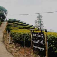 Ngillingo Tea Plantation, Jogjakarta