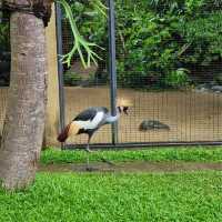 Bali Bird Park