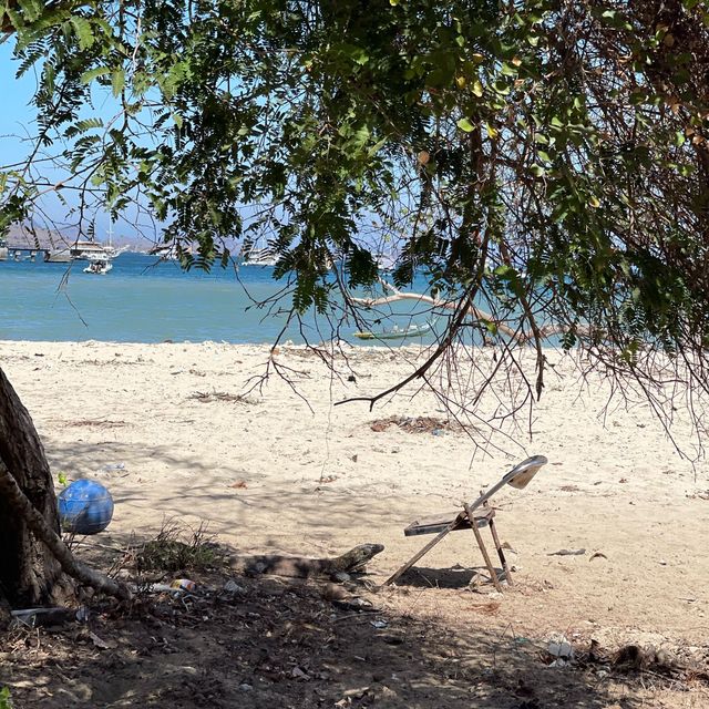 Komodo Dragon National Park