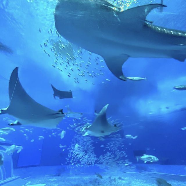 📍美ら海水族館/沖縄