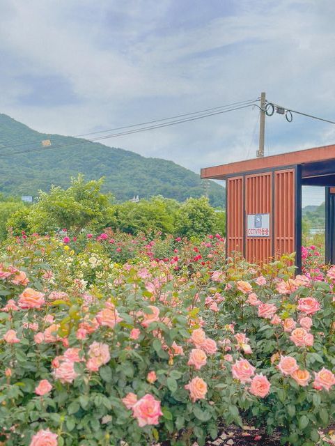 무슨 장미를 좋아할지 몰라 다 준비해봤어🌹