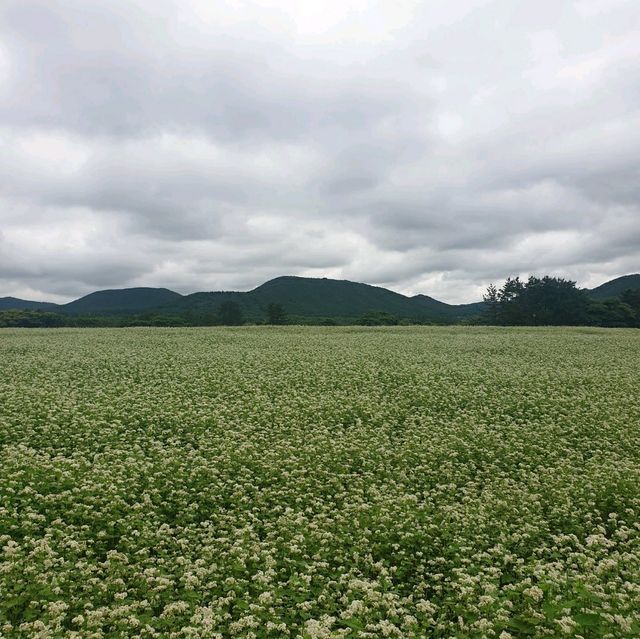 여름의 제주 꽃구경🌼