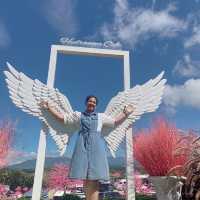 🌼🌼พักกายพักใจ💕💕ชมดอกไม้สวยๆๆ🪻🪻💐💐🌸🌼