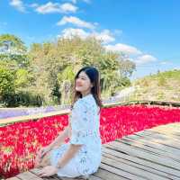 สวนละไม นานาดอกไม้🌷🌹🌻