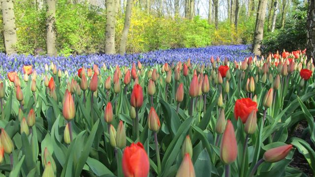 IT'S BLOOMING SEASON IN KEUKENHOF NETHERLANDS