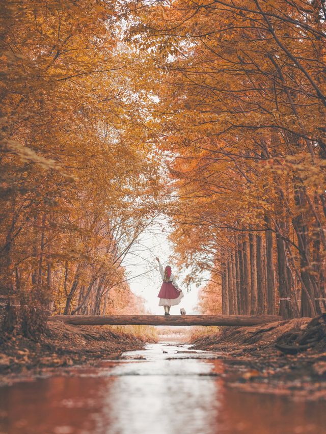 사계절 예쁜 메타세콰이어 포토존 경북산림환경연구원️🍁