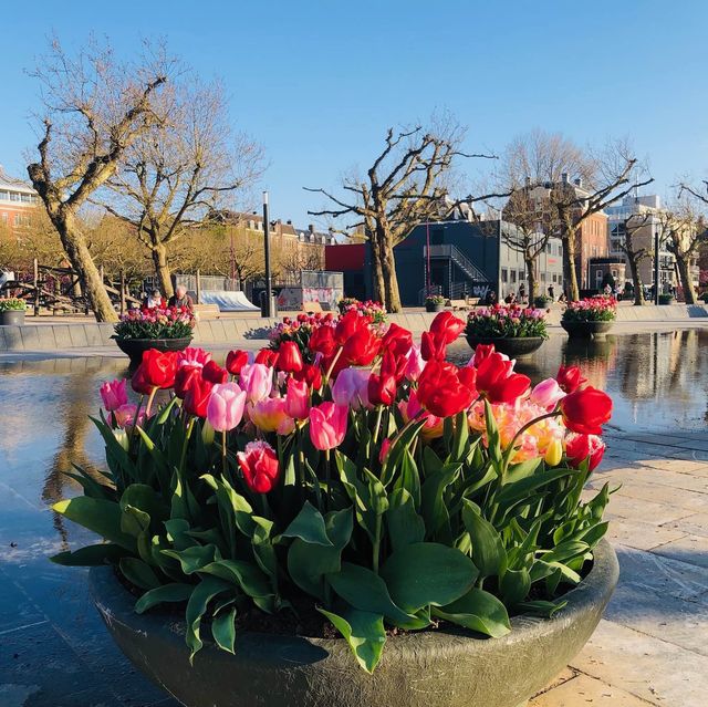 荷蘭🇳🇱阿姆斯特丹💐🌷🎨 Rijksmuseum荷蘭國立博物館