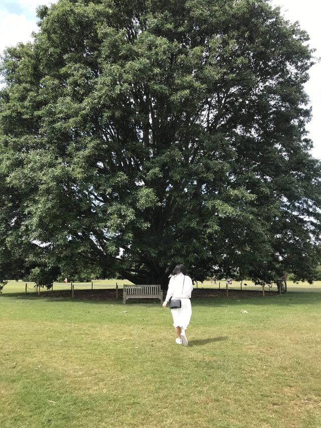世界文化遺產之Kew Gardens‼️百年溫室❤️欣賞大同花卉