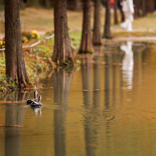 Metasequoia-gil is a place to go in Autumn 