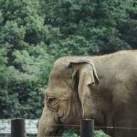 🐼🌳 天王寺動物園～與動物共度快樂時光！🦁🐯🌳