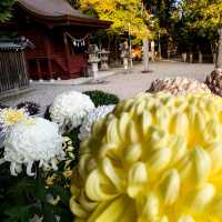 บรรยากาศฤดูใบไม้ร่วง🍁🍂