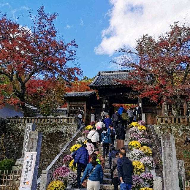 autumn vibes at Shuzenji Temple