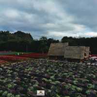 Hokkaido Flower Park Khaoyai