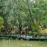 The Rice by Larnkao,Satun