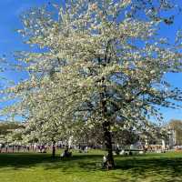 Springtime at Buckingham Palace 