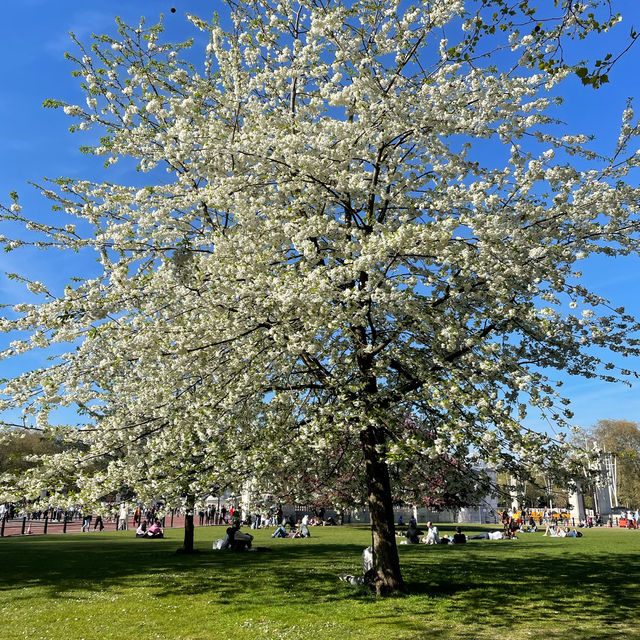 Springtime at Buckingham Palace 