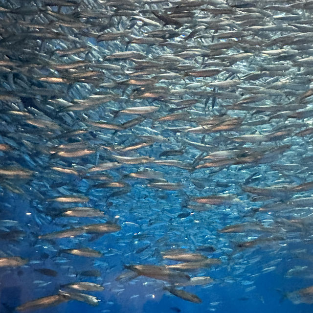 Fun filled time at Nagoya Port Aquarium 