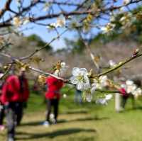 桃園復興景點_2024梅花季_梅園