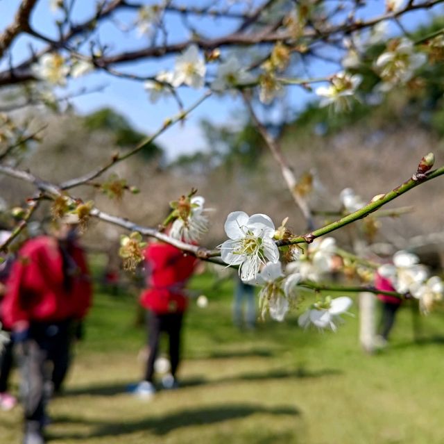桃園復興景點_2024梅花季_梅園