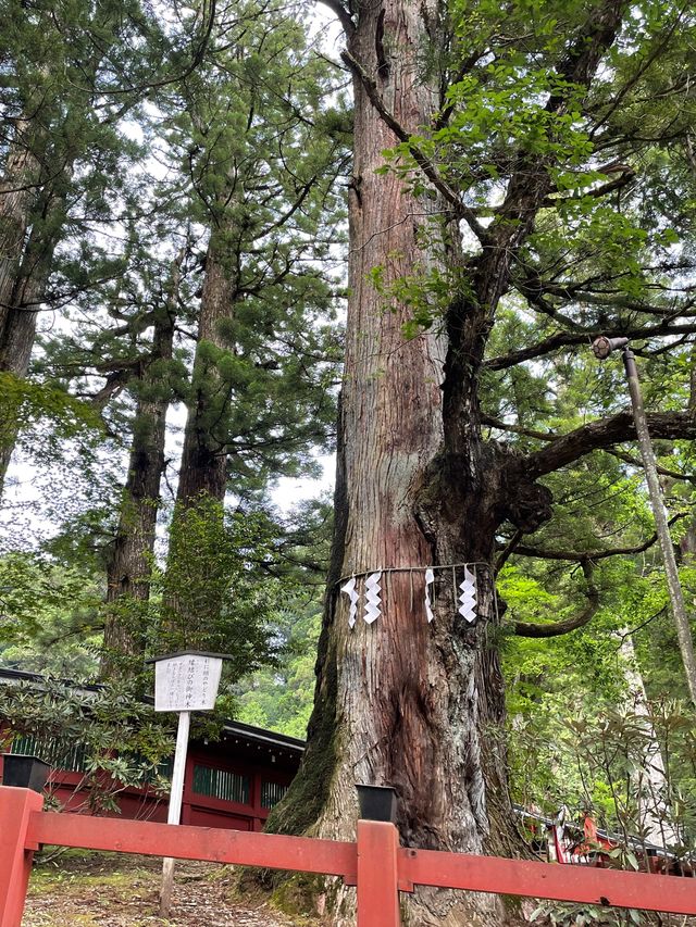 日光一日行程推介‼️走訪多個神社⛩️近距離欣賞男體山🤭
