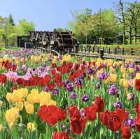 Tonami Tulip Park 💐🌷