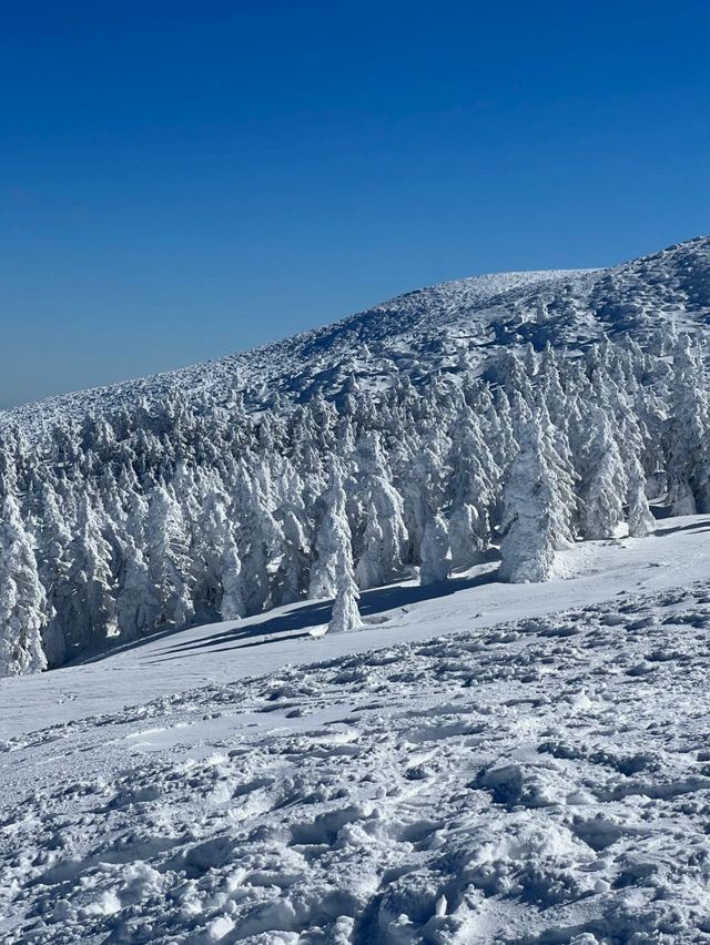 藏王連峰：宮城縣的四季奇景🏔️⛷️